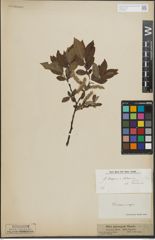Foto von Salix lapponum L. x Salix silesiaca Willd.